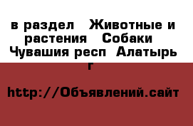  в раздел : Животные и растения » Собаки . Чувашия респ.,Алатырь г.